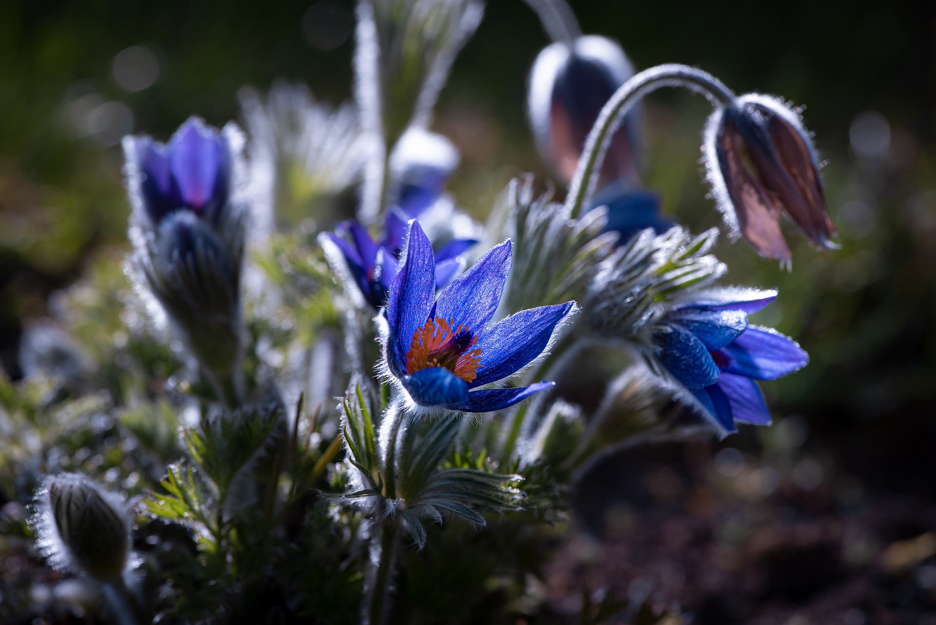anemone-5281964_1920